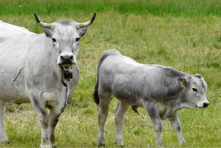 2 vaches dans un champs